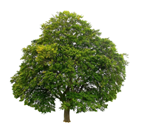 Buchenbaum